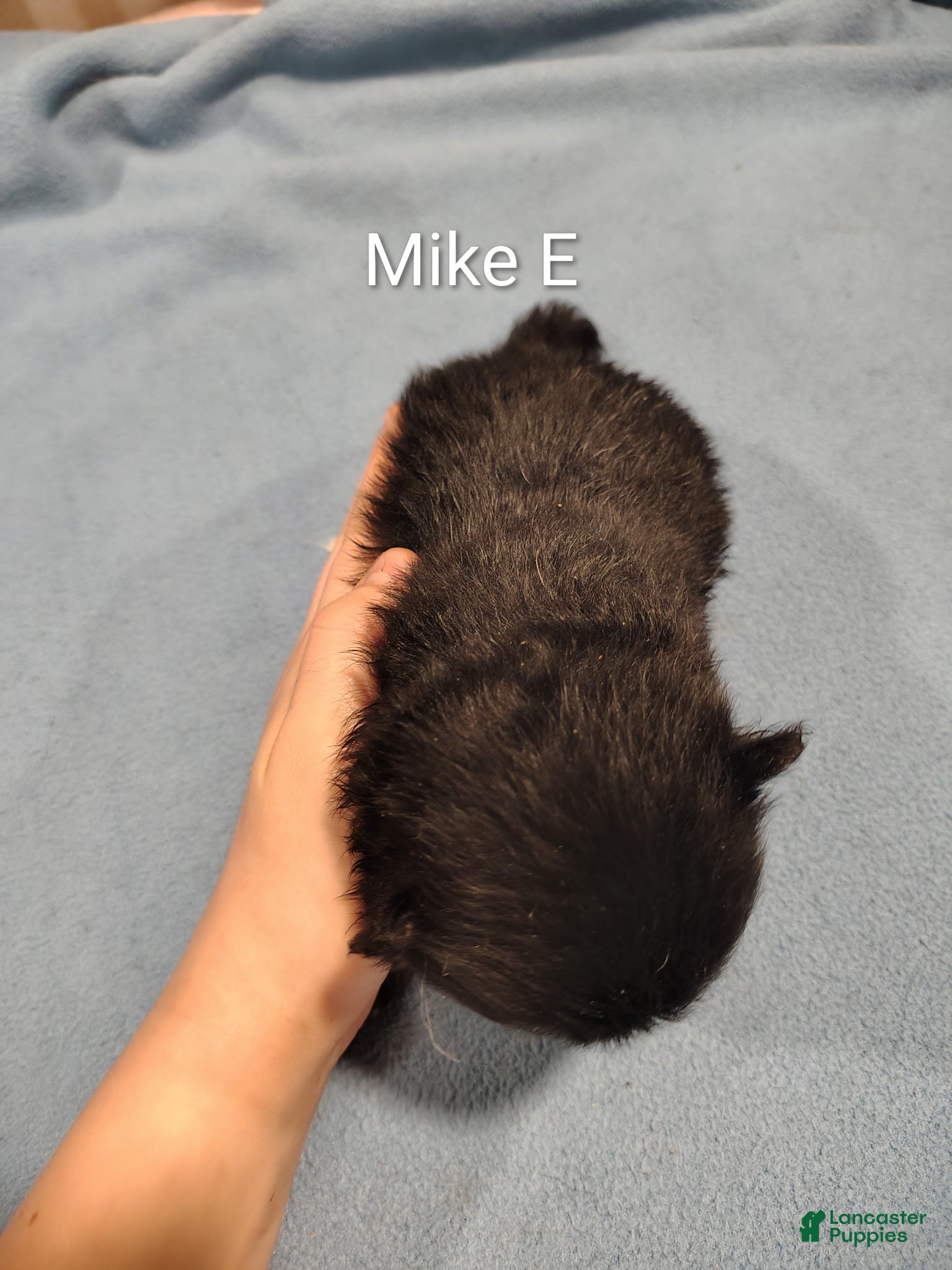 Pomeranian dogs Mike - Ad 2