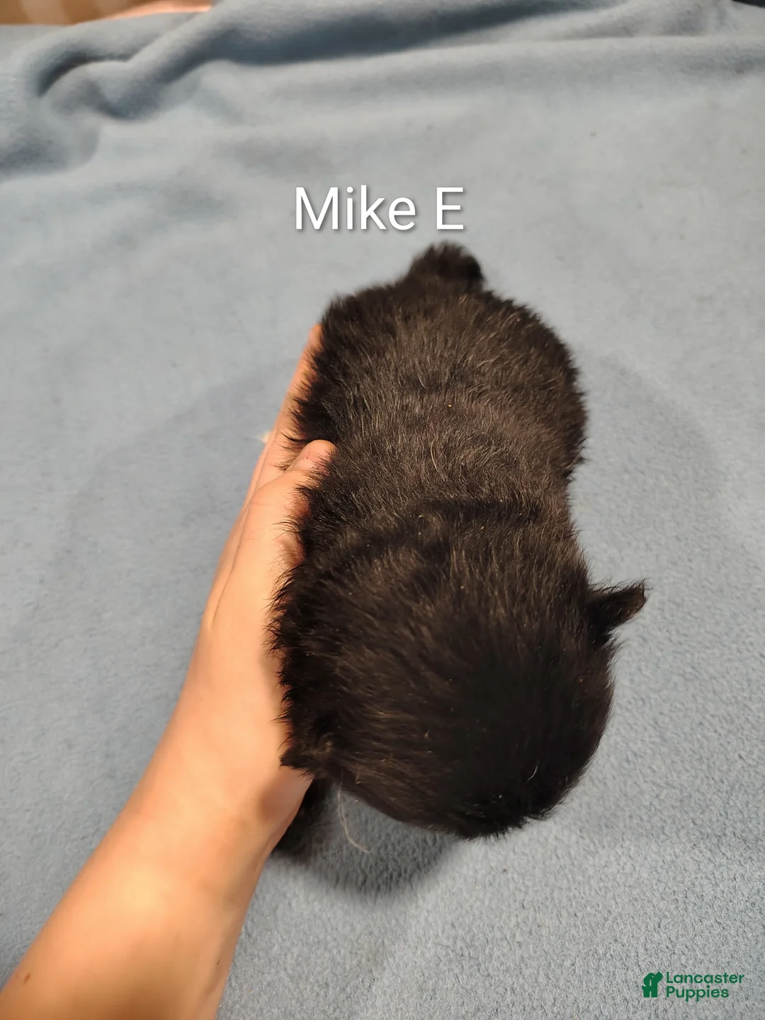 Pomeranian dogs for sale: Mike - Ad 2