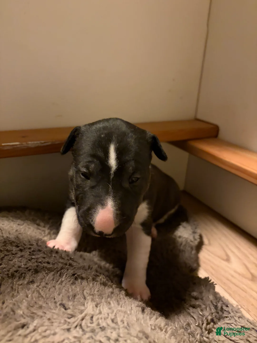 Bull Terrier dogs for sale: Rare Black Bull Terrier Puppy - Ad 2