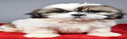 Shih Tzu dogs for sale: Tyson - Ad 6