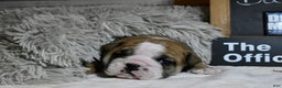 English Bulldog dogs for sale: Dwight - Ad 3