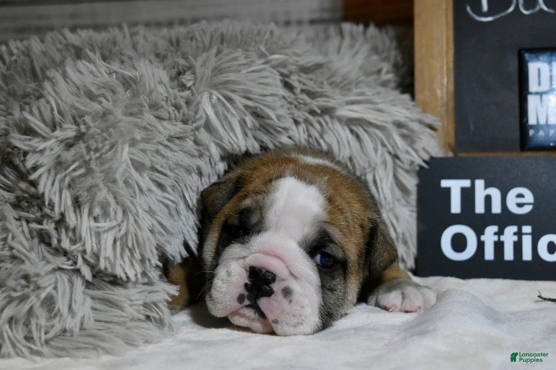 English Bulldog dogs for sale: Dwight - Ad 3