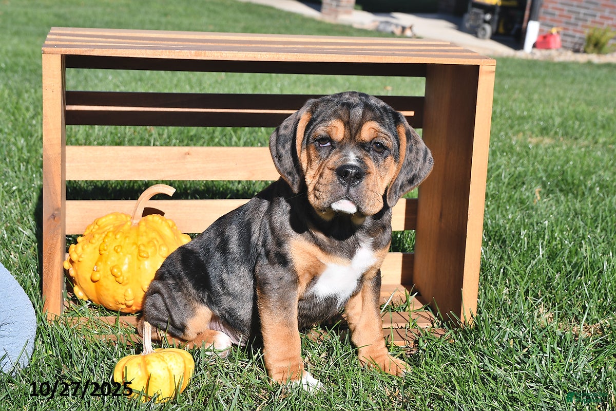 Beabull Puppies for sale Lancaster Puppies