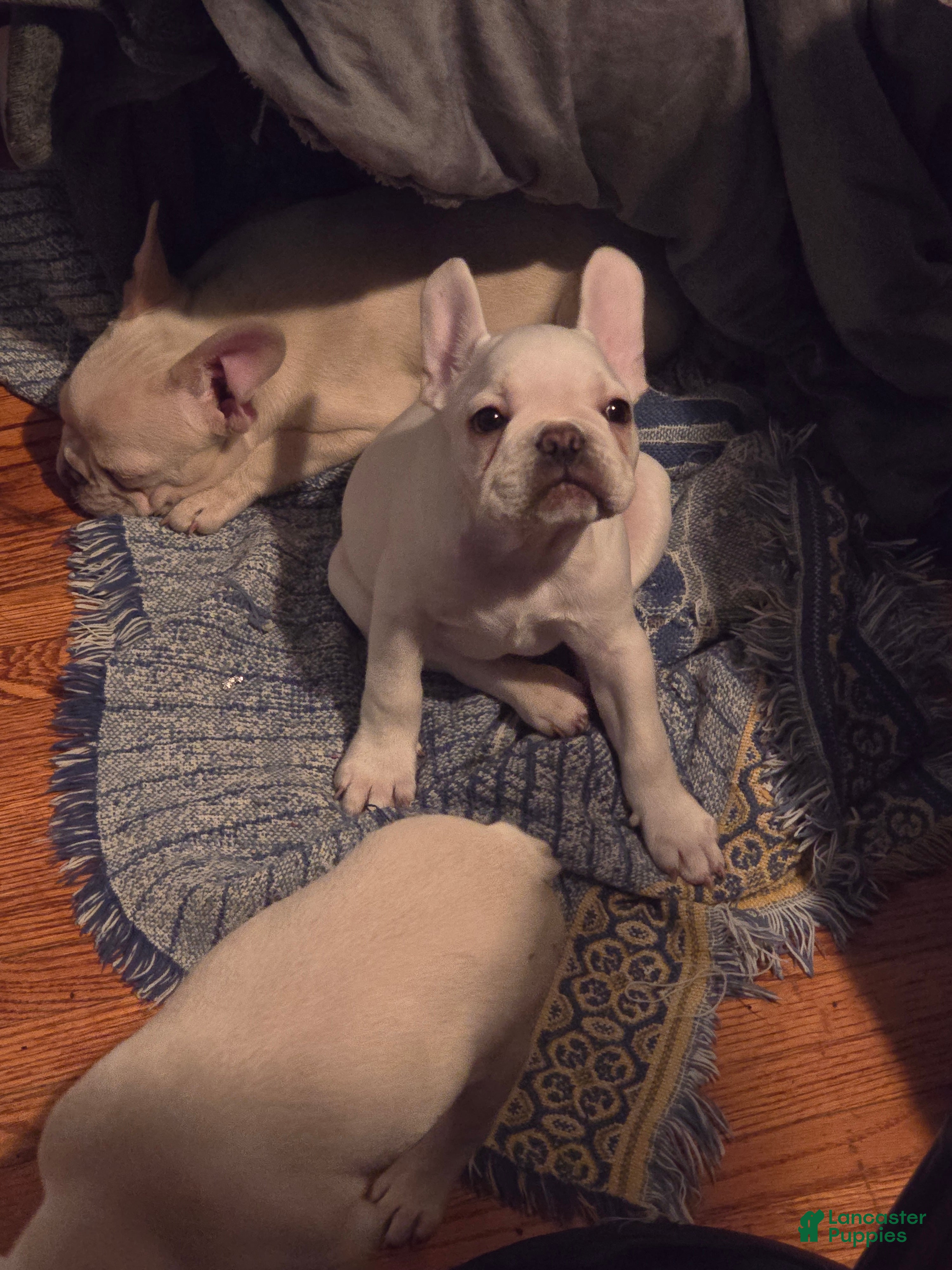 French Bulldog dogs French Bulldog 1 - Ad 41