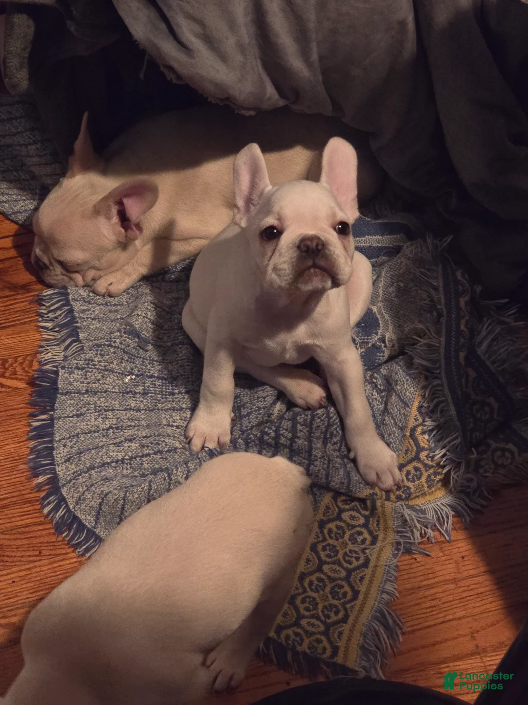 French Bulldog dogs for sale: French Bulldog 1 - Ad 1
