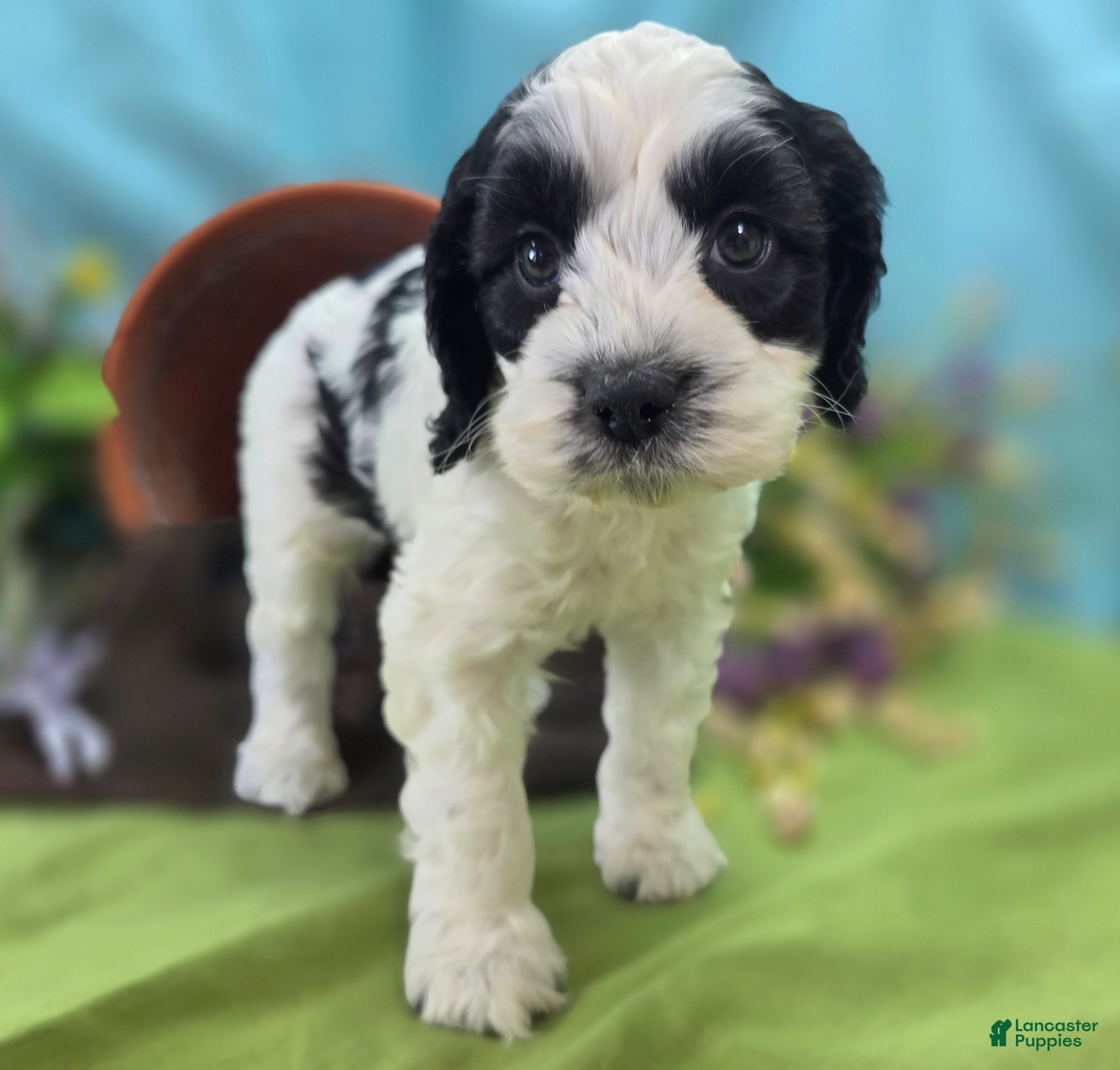 Cockapoo dogs Cottontail - Ad 16