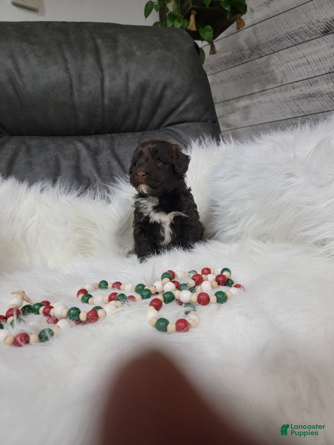 Portuguese Water Dog dogs for sale: Vinson - Ad 2