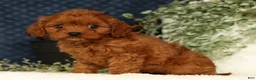 Cavapoo dogs for sale: Faye - Ad 5