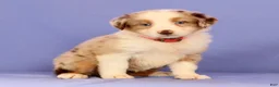 Miniature Australian Shepherd dogs for sale: Maple - Ad 1