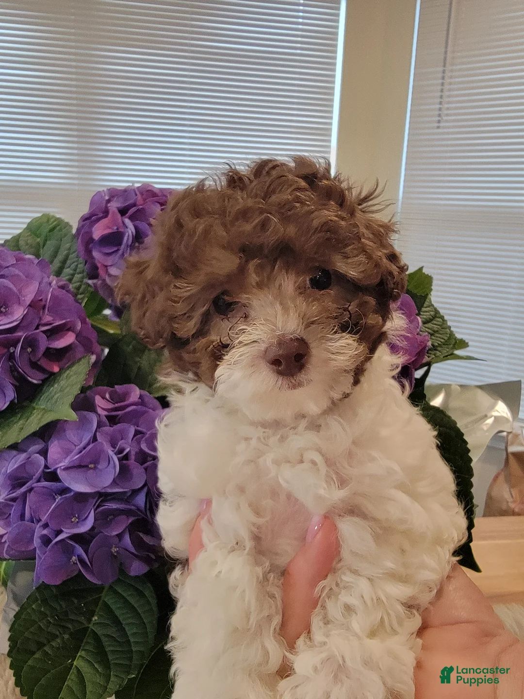 Toy Poodle dogs for sale: Toy Poodle Puppy 5 - Ad 4