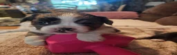 Frenchton dogs for sale: Fluffy frenchton - Ad 6