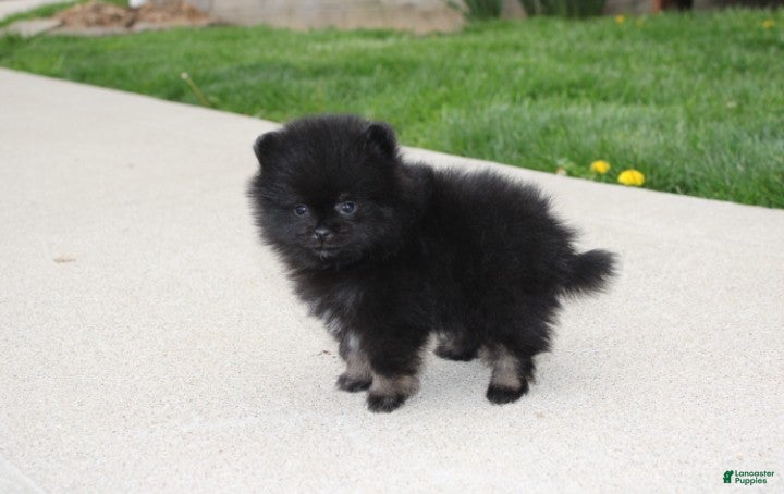 Pomeranian dogs Connie  - Ad 2