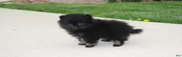 Pomeranian dogs for sale: Connie  - Ad 8