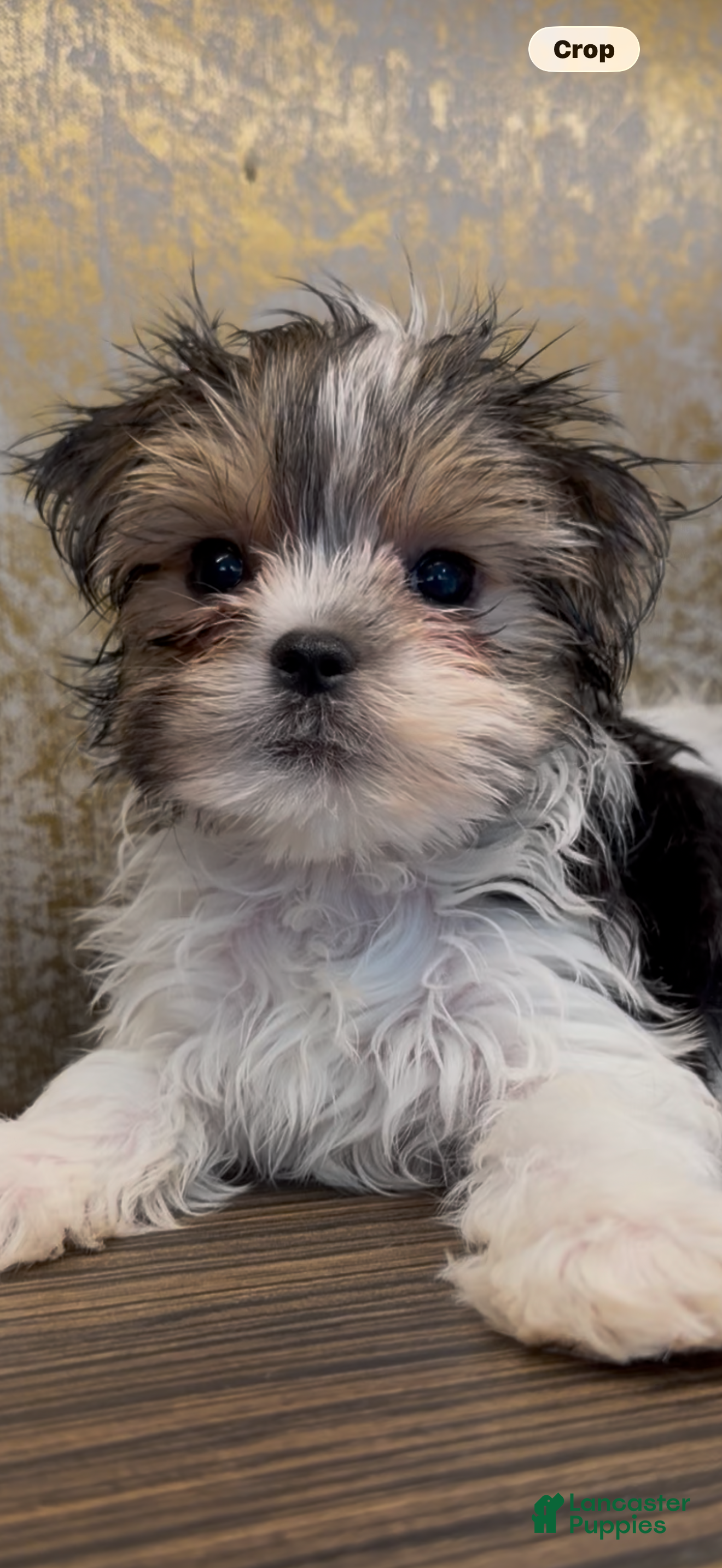 Morkie dogs Mina - Ad 1