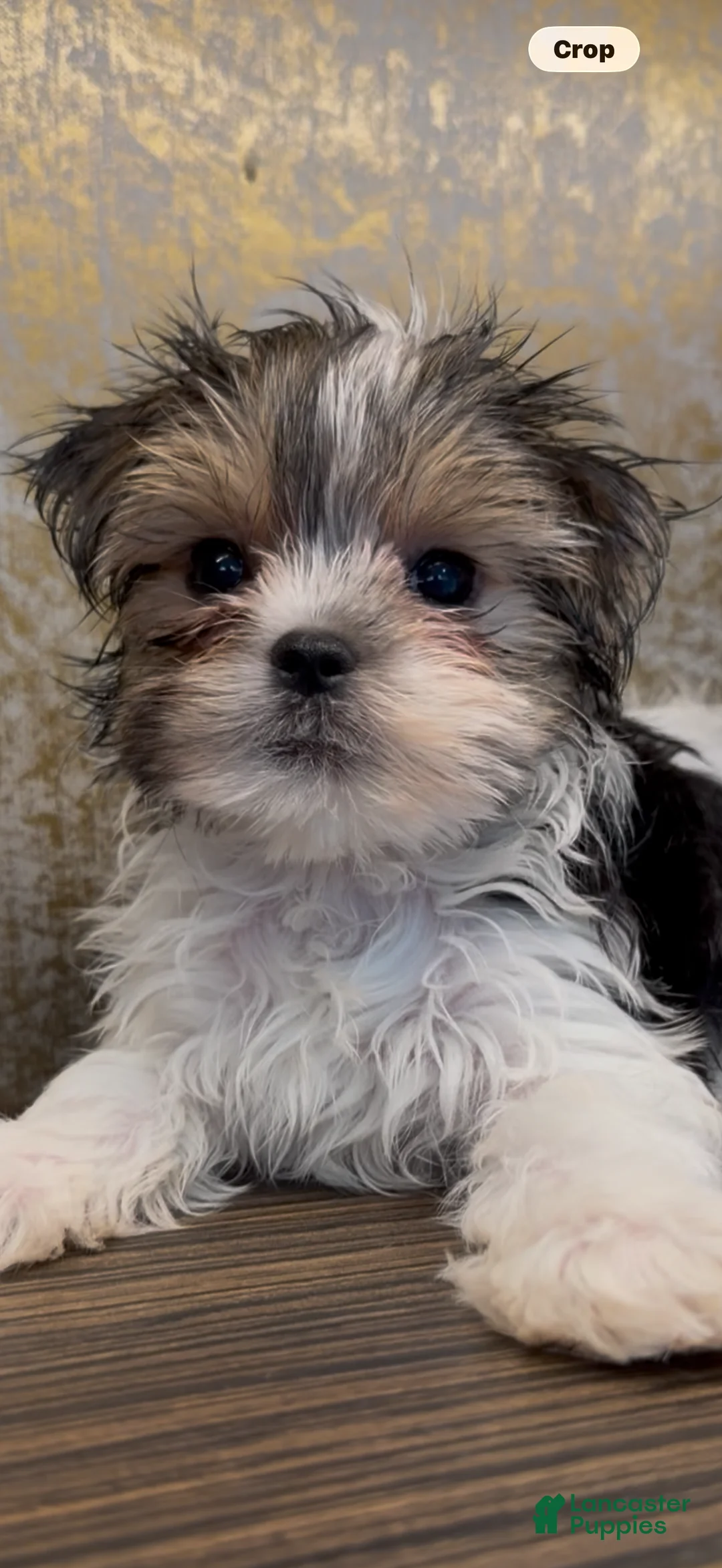 Morkie dogs for sale: Mina - Ad 1