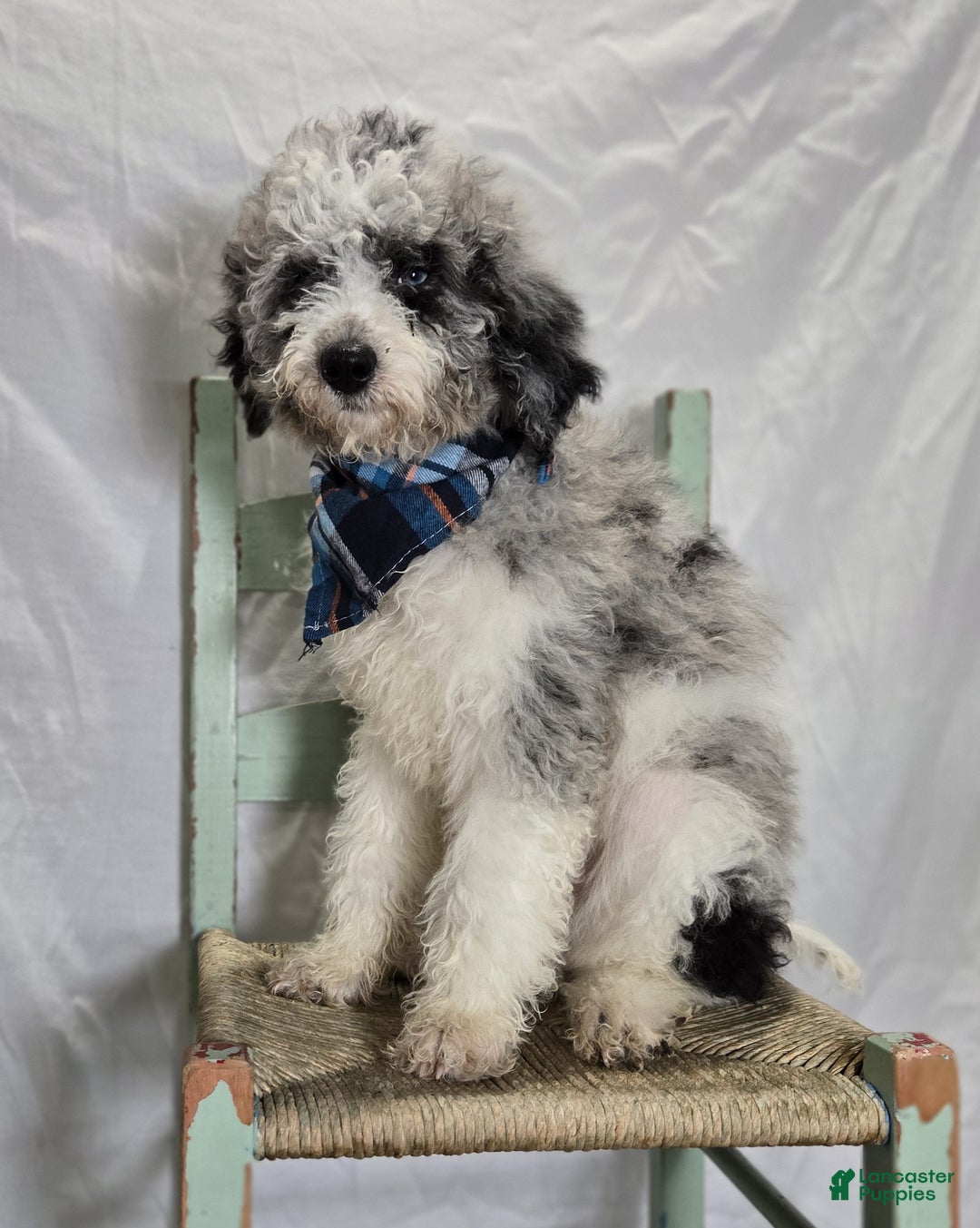 Mini Sheepadoodle dogs for sale: Jorge - Ad 2