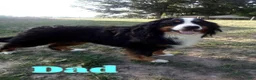 Bernedoodle dogs for sale: Roxie - Ad 9