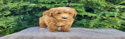 Mini Bernedoodle dogs for sale: Dallas - Ad 7