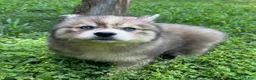 Siberian Husky dogs for sale: RUBY - Ad 15