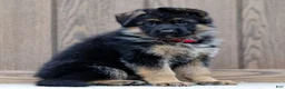 German Shepherd dogs for sale: Zinnia - Ad 3