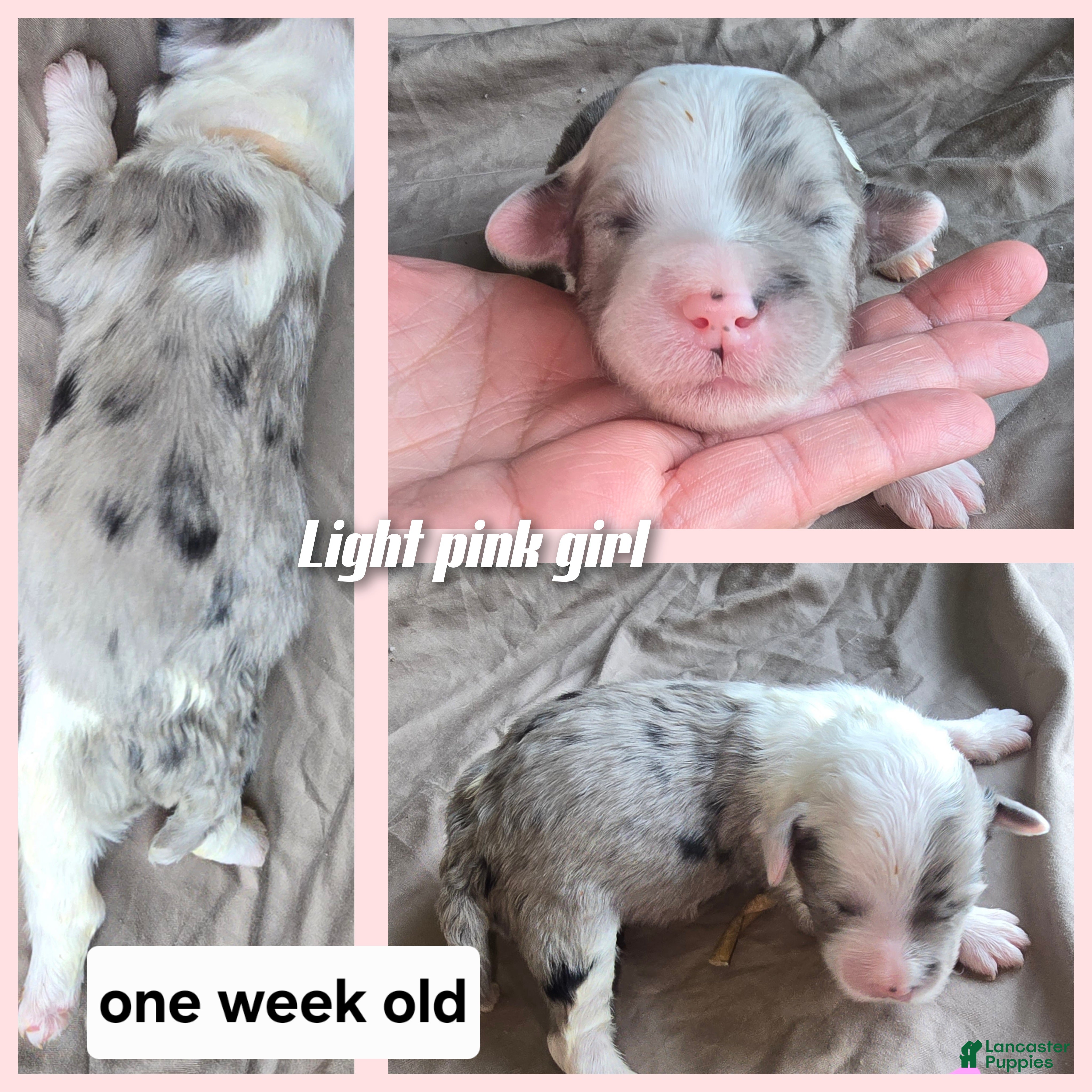 Sheepadoodle dogs Rose-light pink - Ad 24