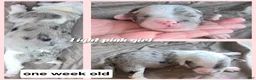 Sheepadoodle dogs for sale: Rose-light pink - Ad 5