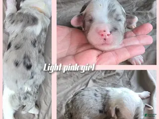 Sheepadoodle dogs Rose-light pink - Ad 24