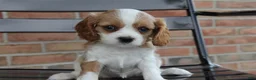Cavalier King Charles Spaniel dogs for sale: Pumpkin - Ad 3