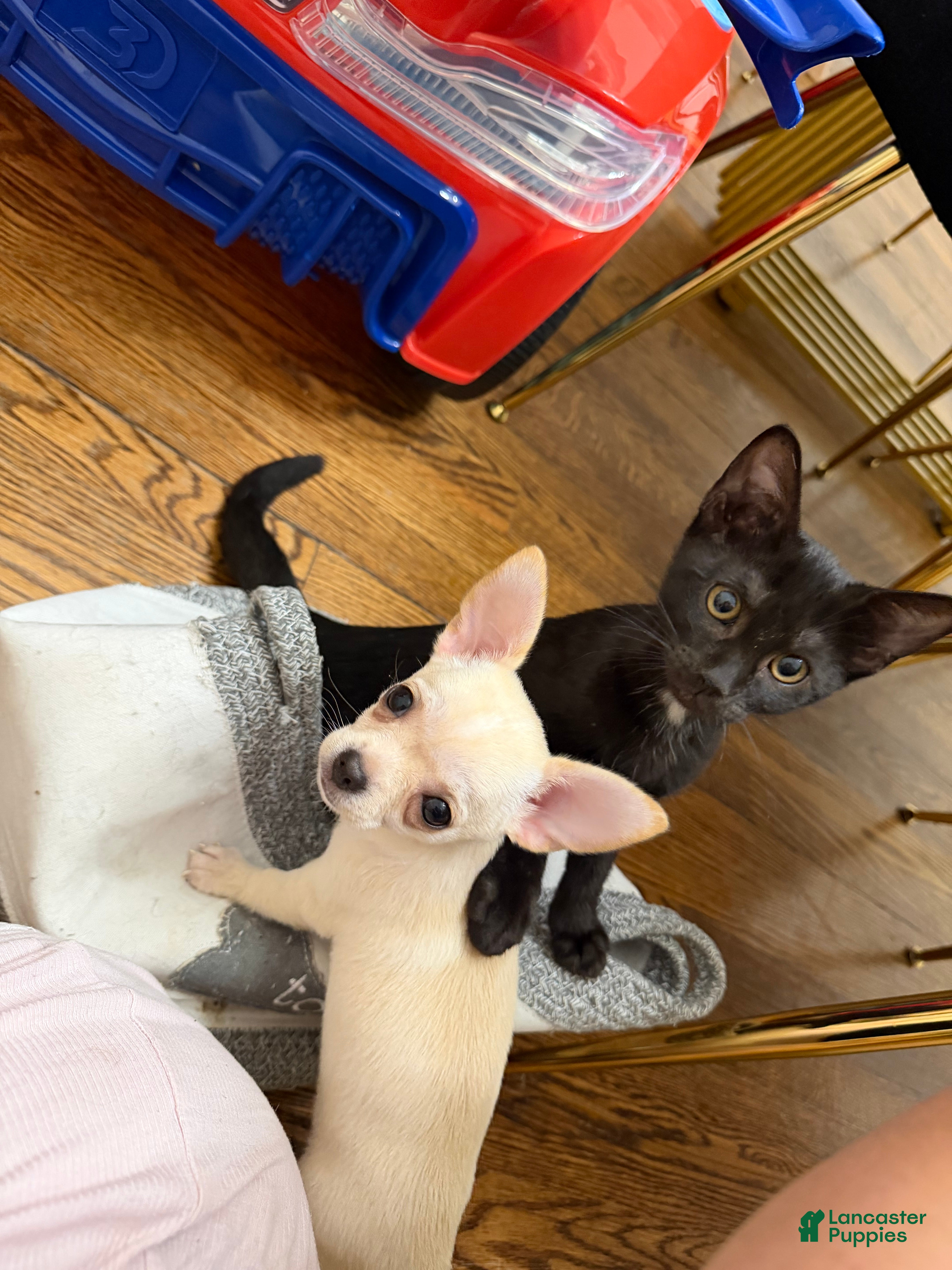 Chihuahua dogs ✨Taffy✨ 4lbs fully grown - Ad 1