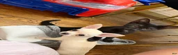 Chihuahua dogs for sale: ✨Taffy✨ 4lbs fully grown CKC registered - Ad 1