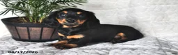 Miniature Dachshund dogs for sale: Daisy - Ad 4