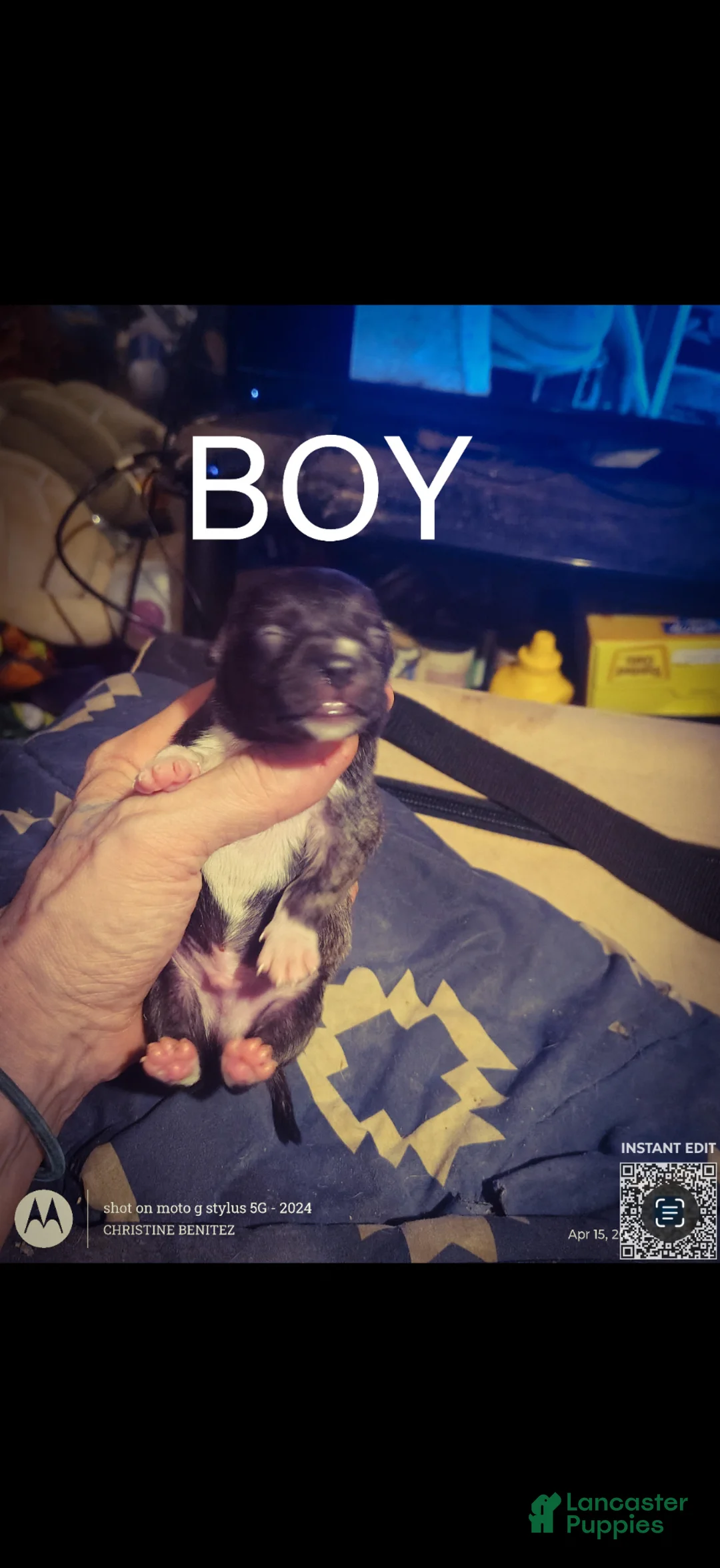 Mixed Breed dogs for sale: Chulo  - Ad 2