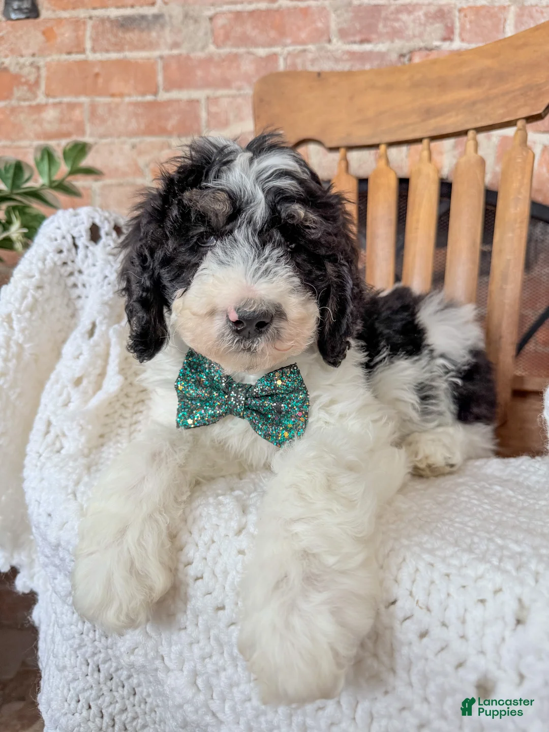 Mini Bernedoodle dogs for sale: Finnigan - Ad 1