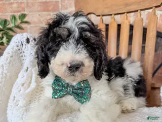 Mixed Breed dogs Finnigan - Ad 7