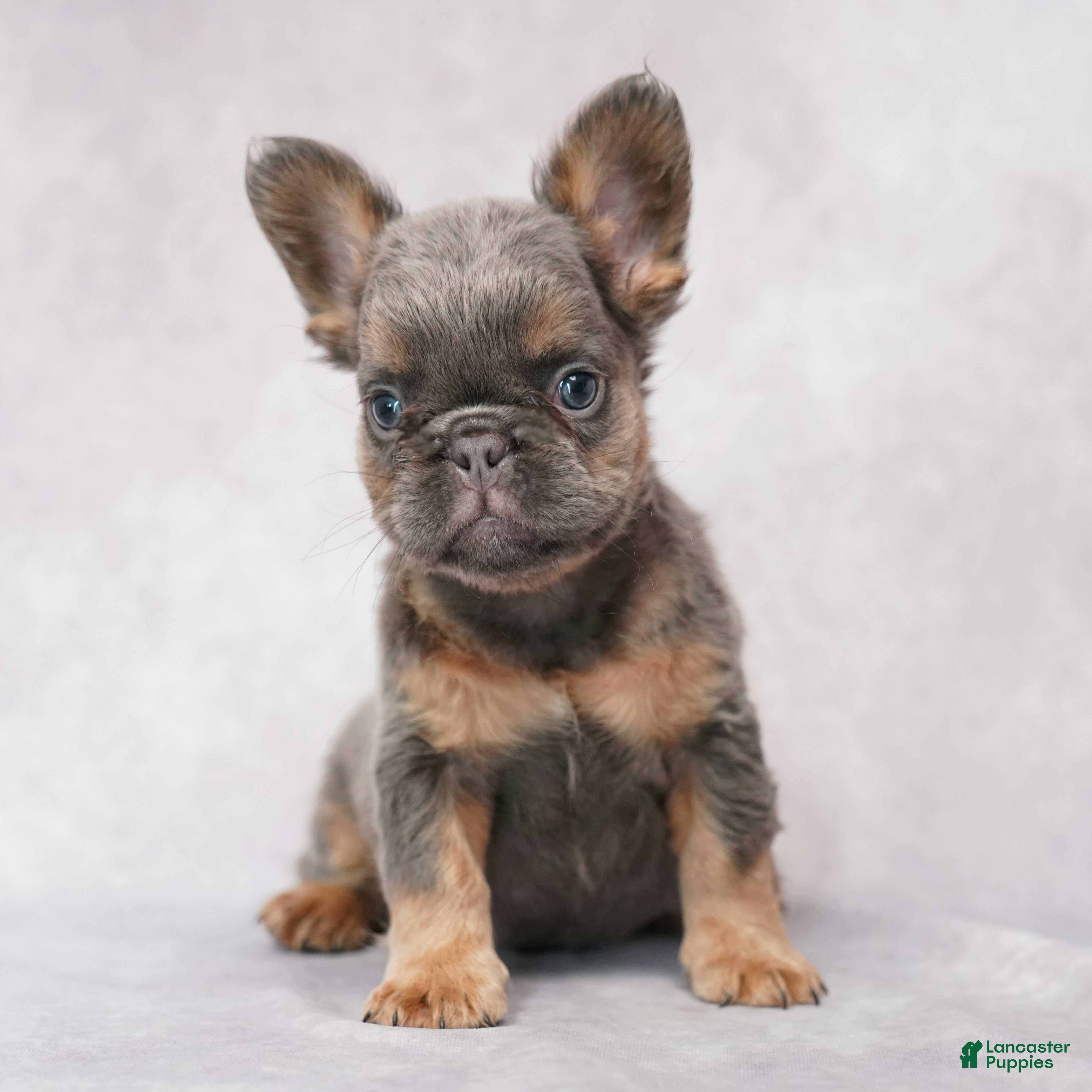 French Bulldog dogs Brady - Ad 1