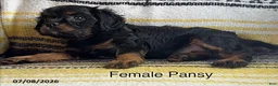 Cavalier King Charles Spaniel dogs for sale: Pansy - Ad 4