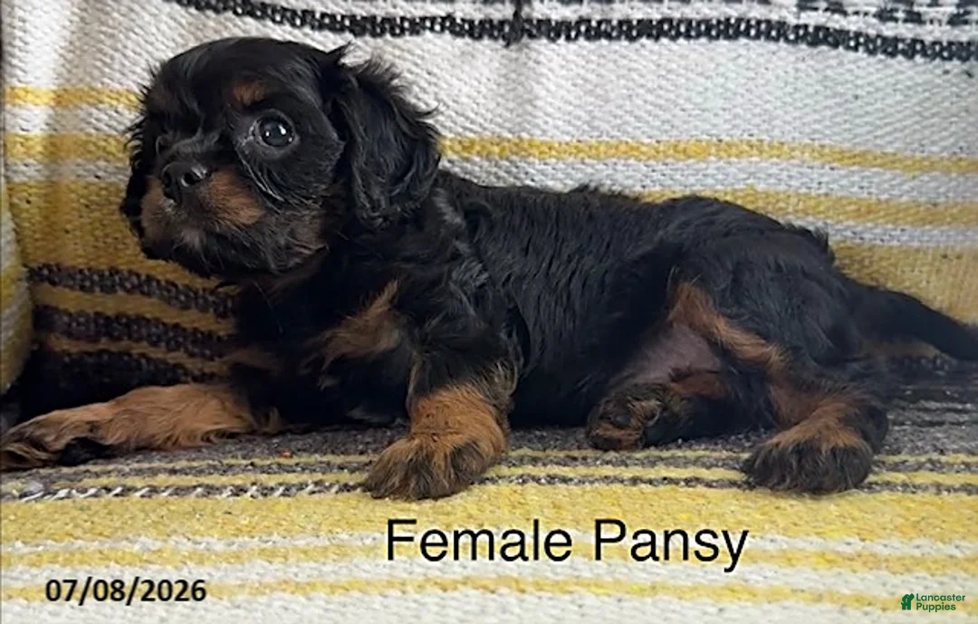 Cavalier King Charles Spaniel dogs for sale: Pansy - Ad 4