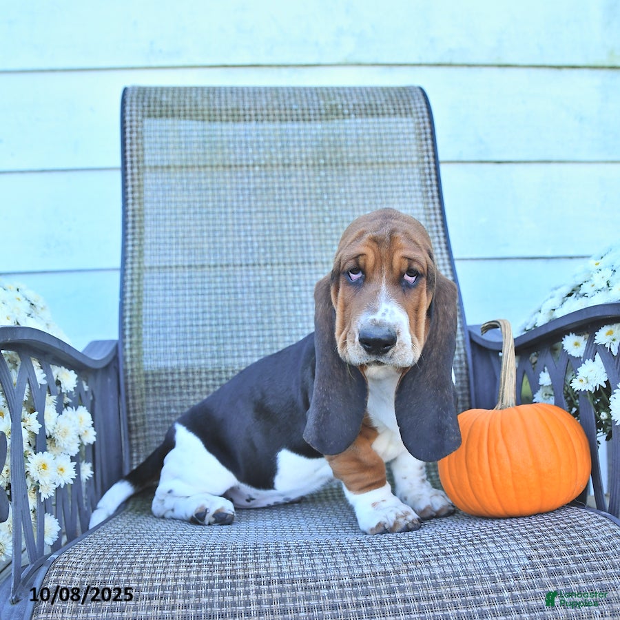 European Basset Purebred Basset Hound Price Adoption Basset Hound