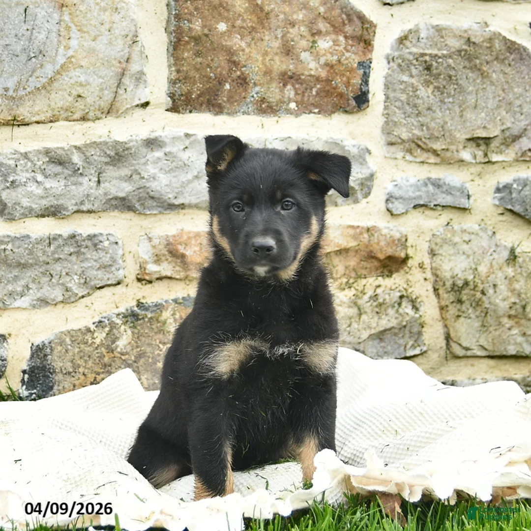 Mixed Breed dogs for sale: Callie  - Ad 3