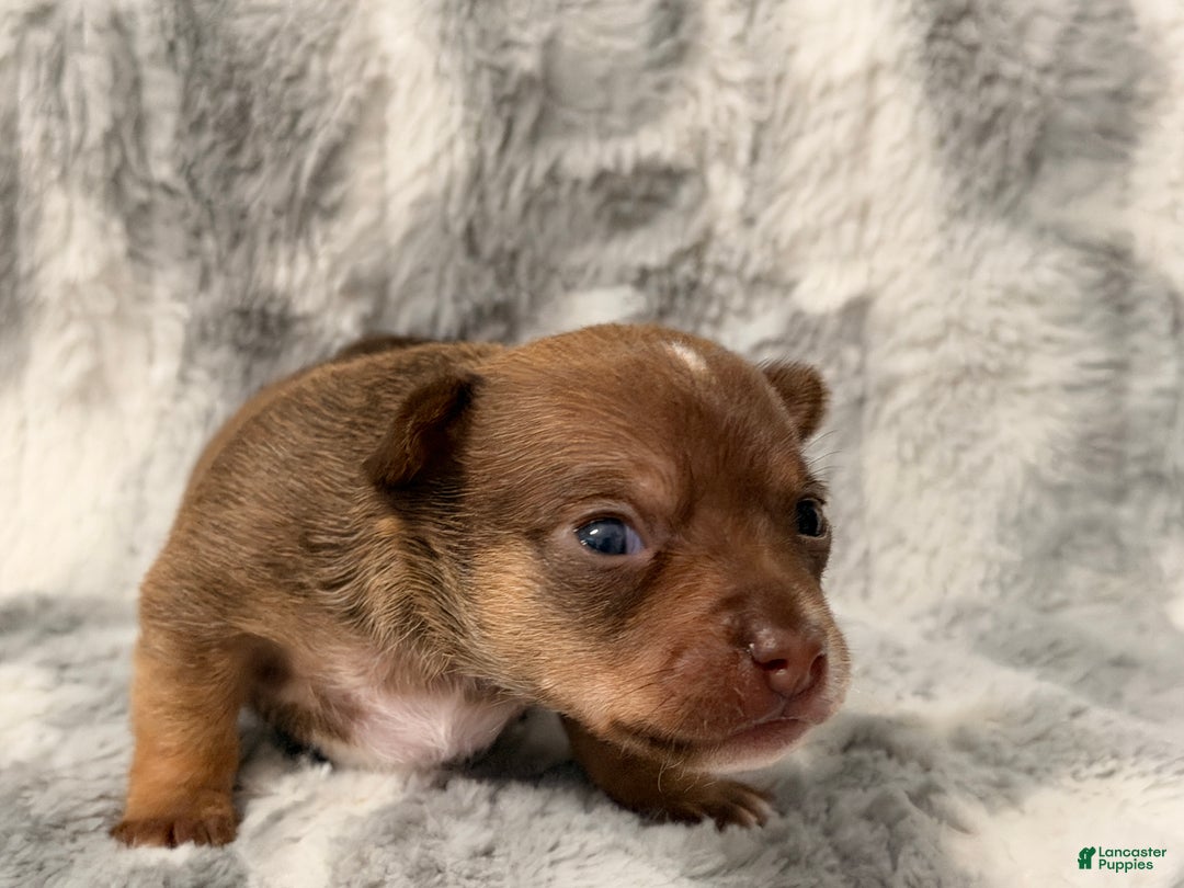 Chihuahua dogs for sale: Ernie - Ad 3