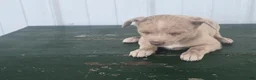 Chihuahua dogs for sale: Chihuahua Puppy 1 milty - Ad 8