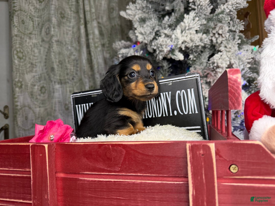 Miniature Dachshund dogs for sale: Ready 4 holidays - Ad 3