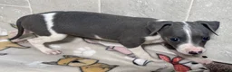 Italian Greyhound dogs for sale: Bo Peep - Ad 6