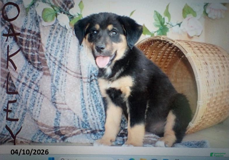 Mixed Breed dogs Oakley - Ad 1