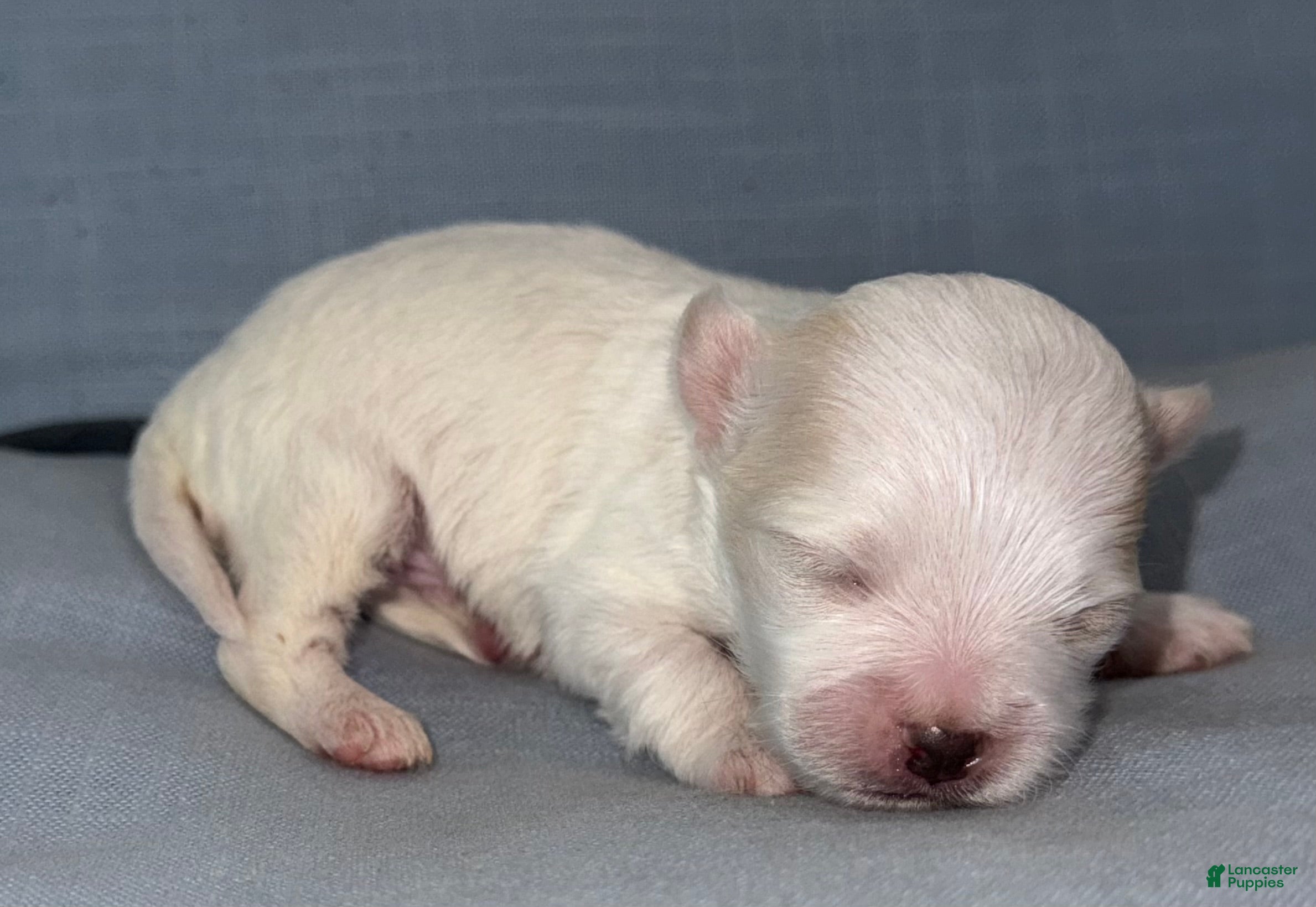 Chihuahua dogs Ice - Ad 1