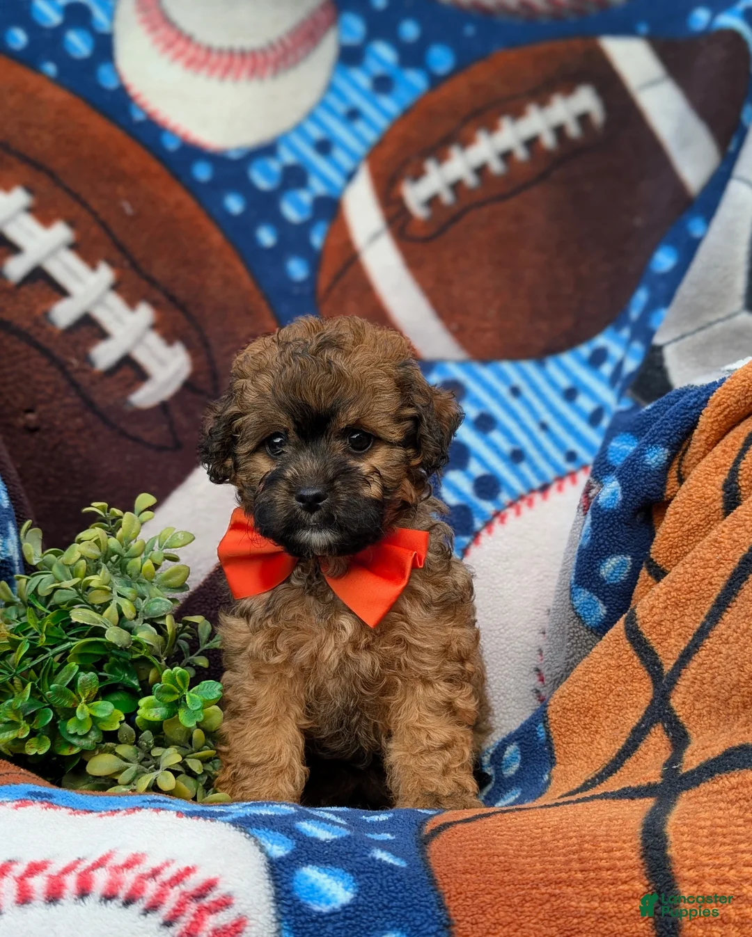 Shihpoo dogs for sale: Connolly Hypoallergenic - Ad 1