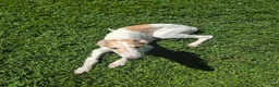 Borzoi dogs for sale: Victor - Ad 7