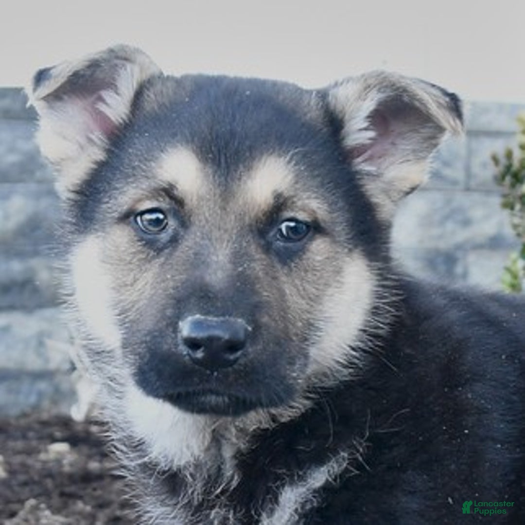 German Shepherd dogs for sale: Gunner - Ad 4