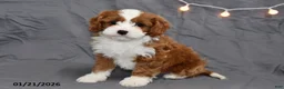Cavapoo dogs for sale: Malachi - Ad 2