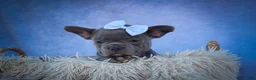 Frenchton dogs for sale: Quinn - Ad 3
